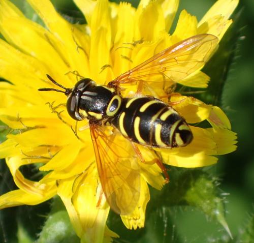 Réf. 190 936 : Chrysotoxum elegans